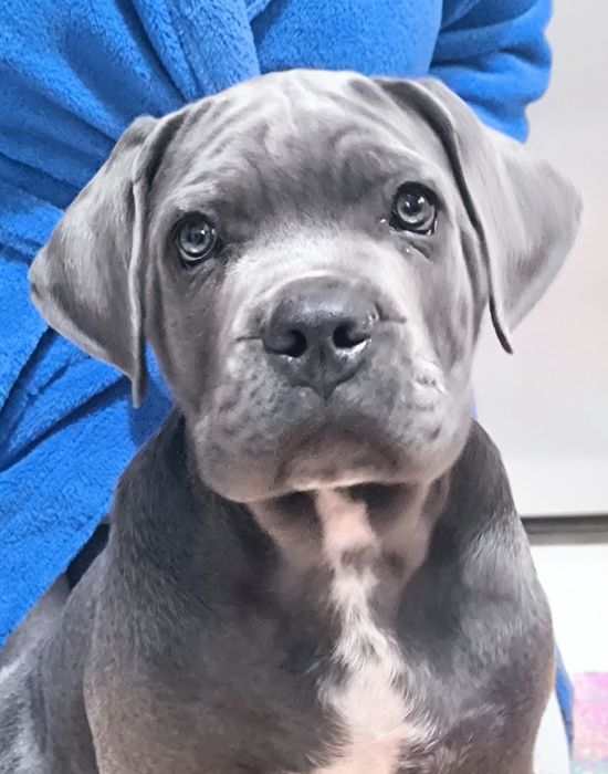 Mascul Cane Corso Gri Blue, Pedigree+