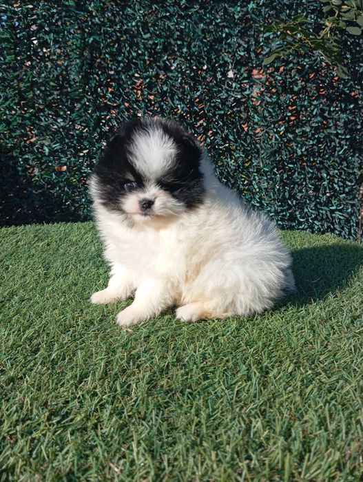 Померан померанчета