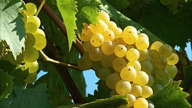 Лози и овощни дръвчета