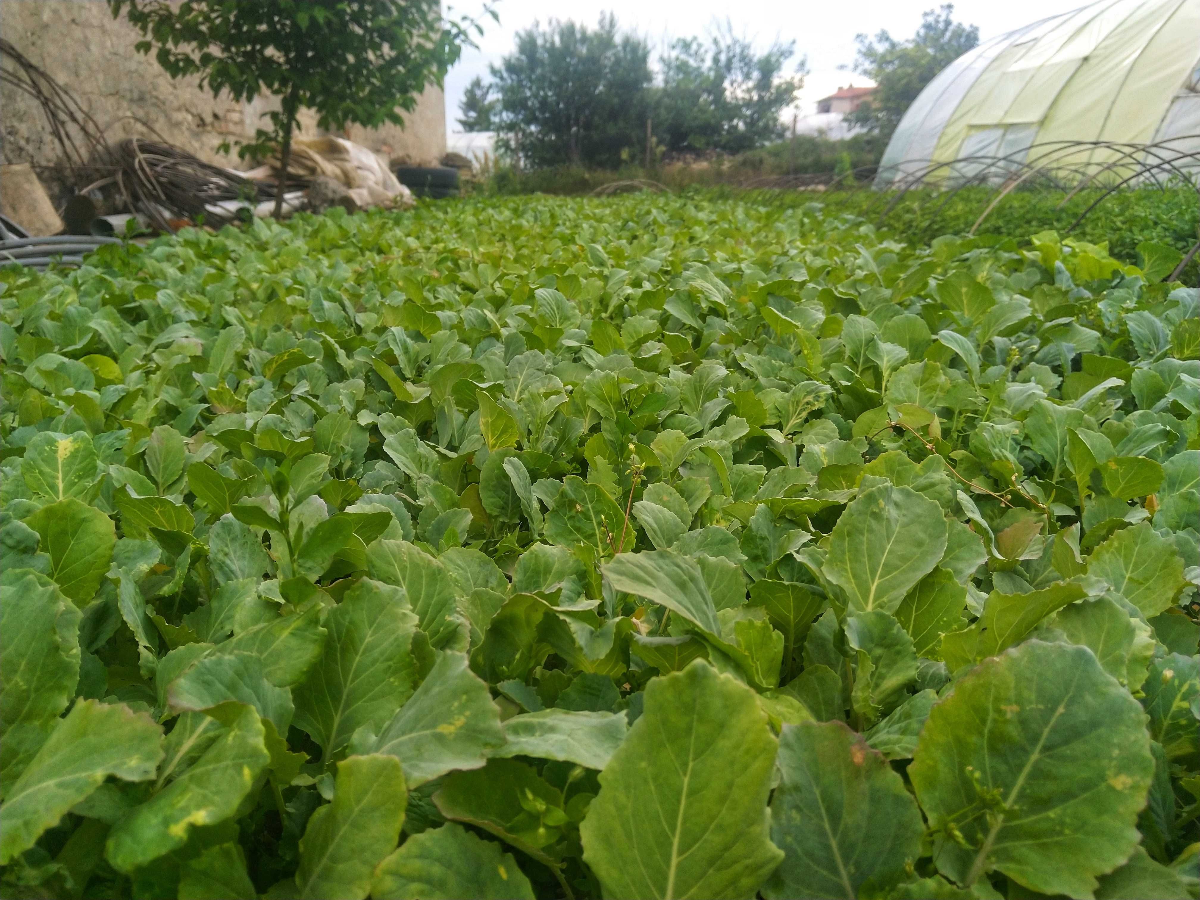 Разсад зеле праз воден лук