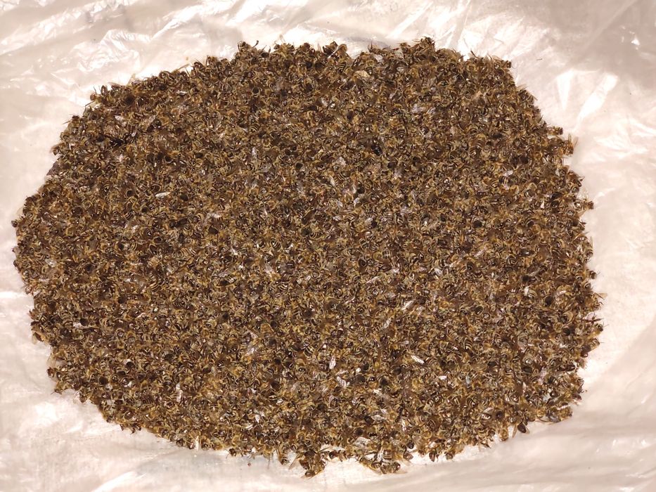 Vând albine pentru prepararea podmore