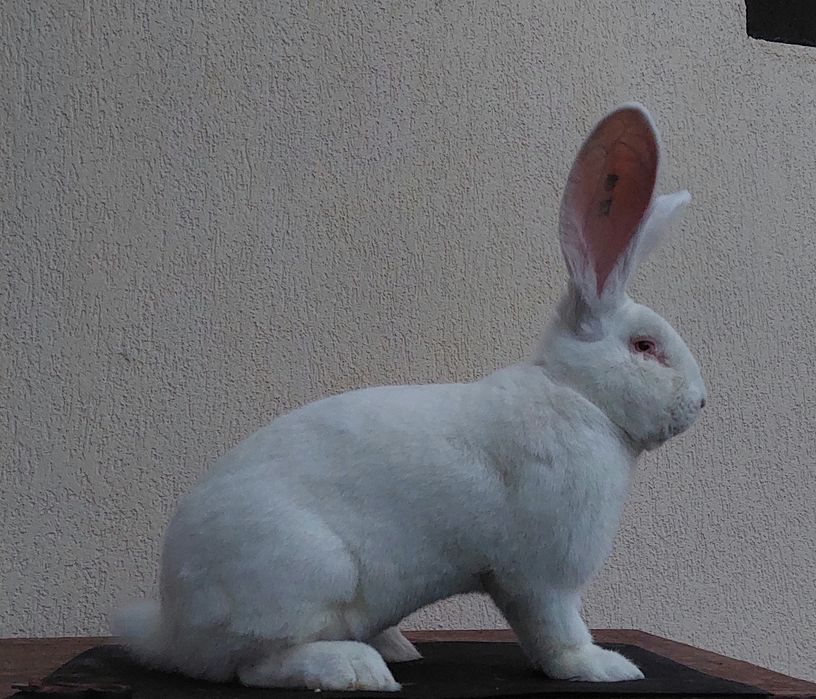 Iepure uriaș german alb