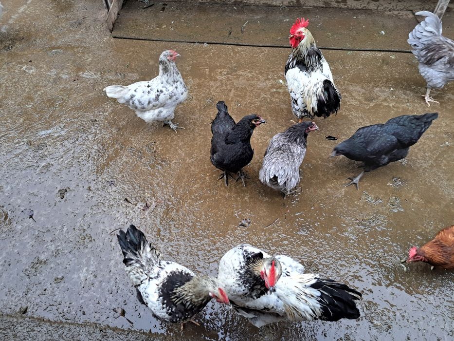 Vand cocosi Australorp