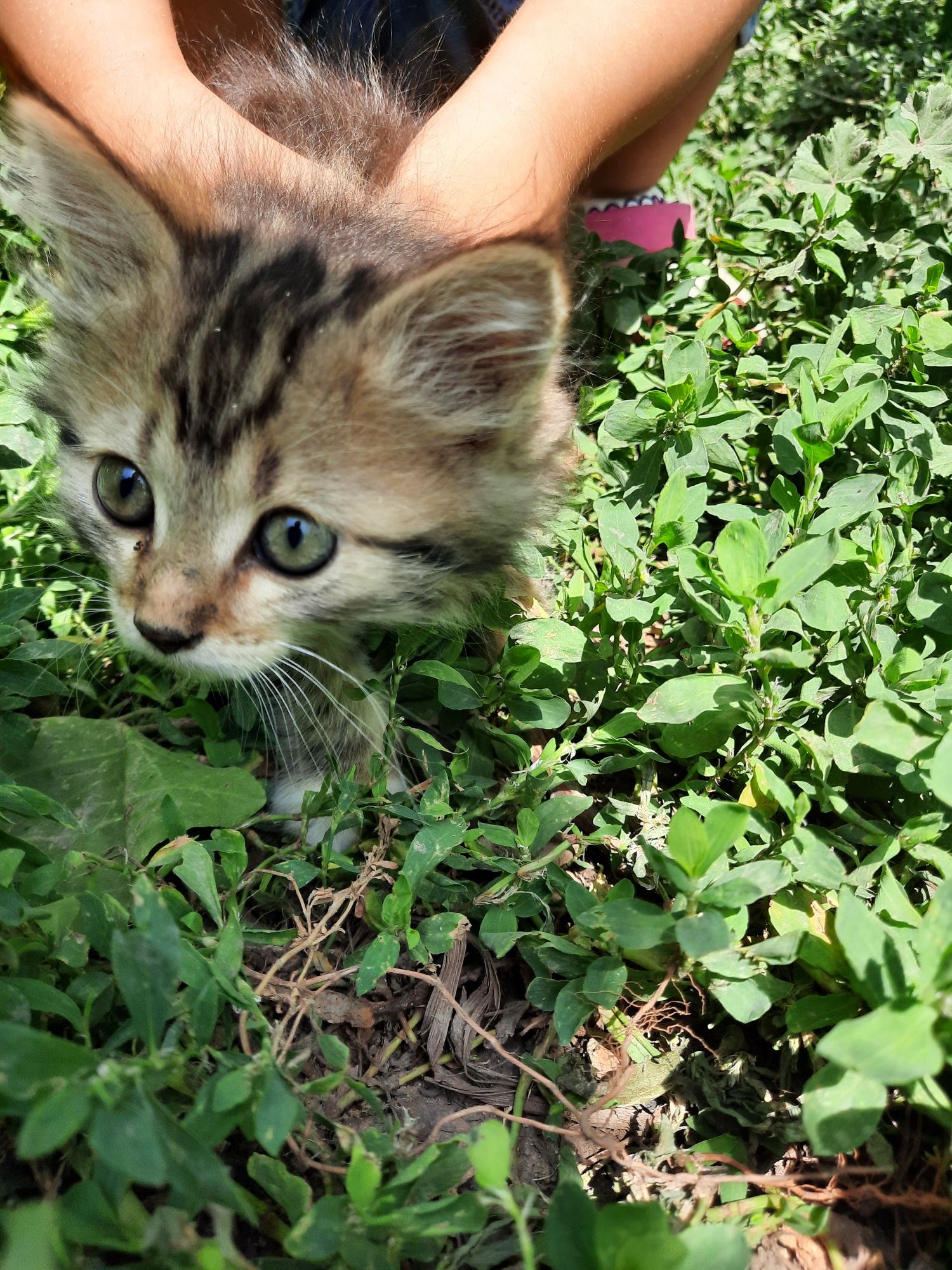 Котята даром в добрые руки
