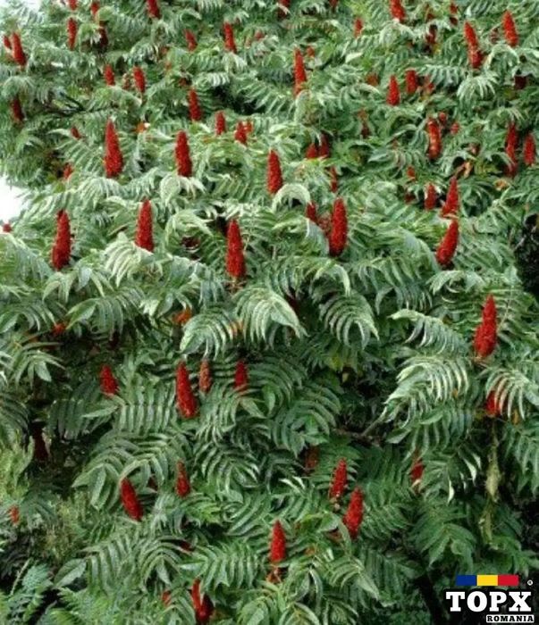 Pomi Oramental (Oţetar Rosu)