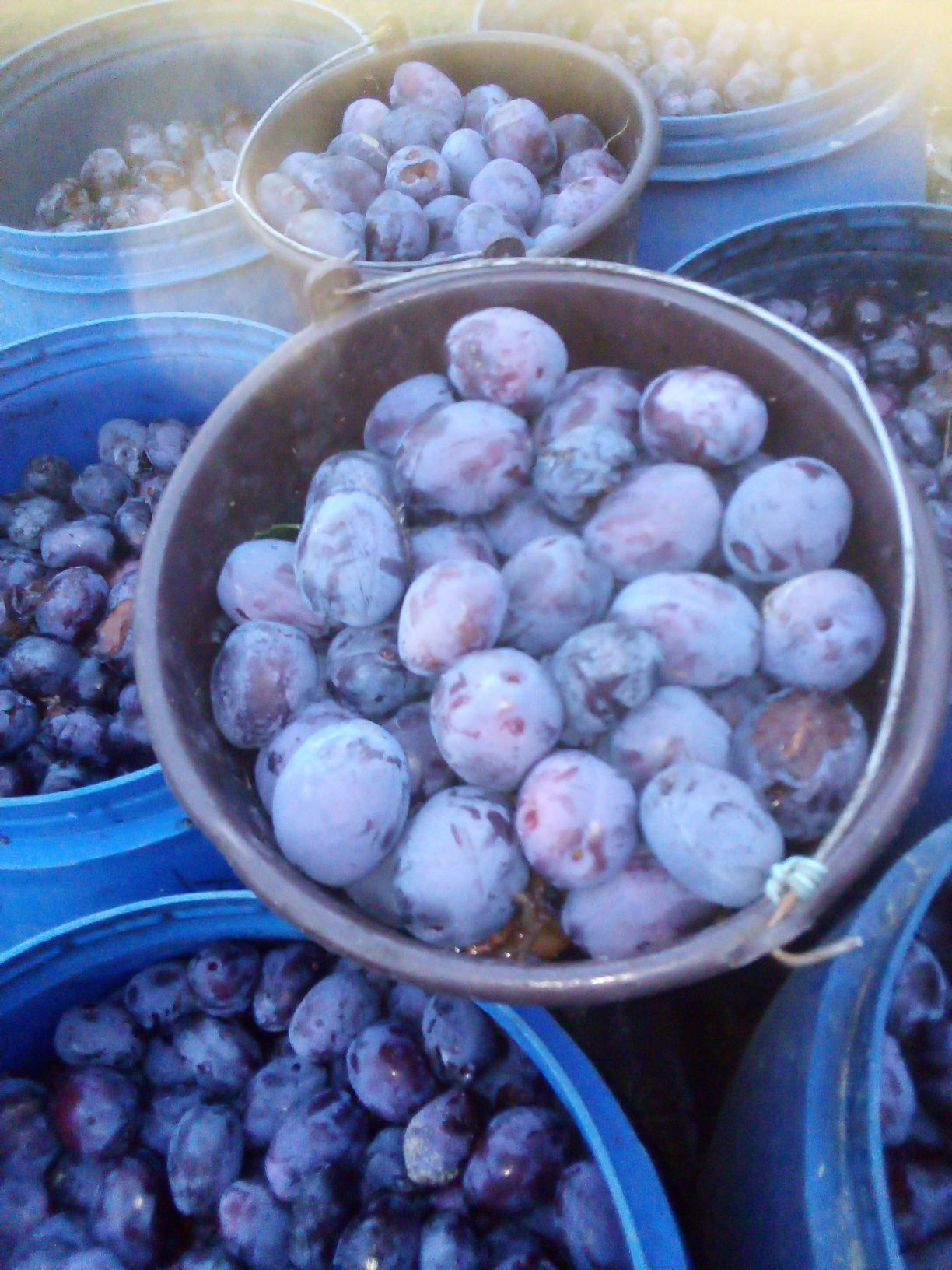 Vând soiuri de prune nestopoite