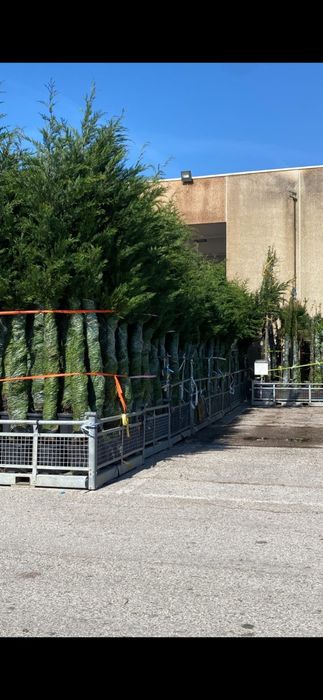 Cupressus leylandi gard viu veșnic verde