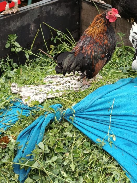 Disponibili cocoși pitici