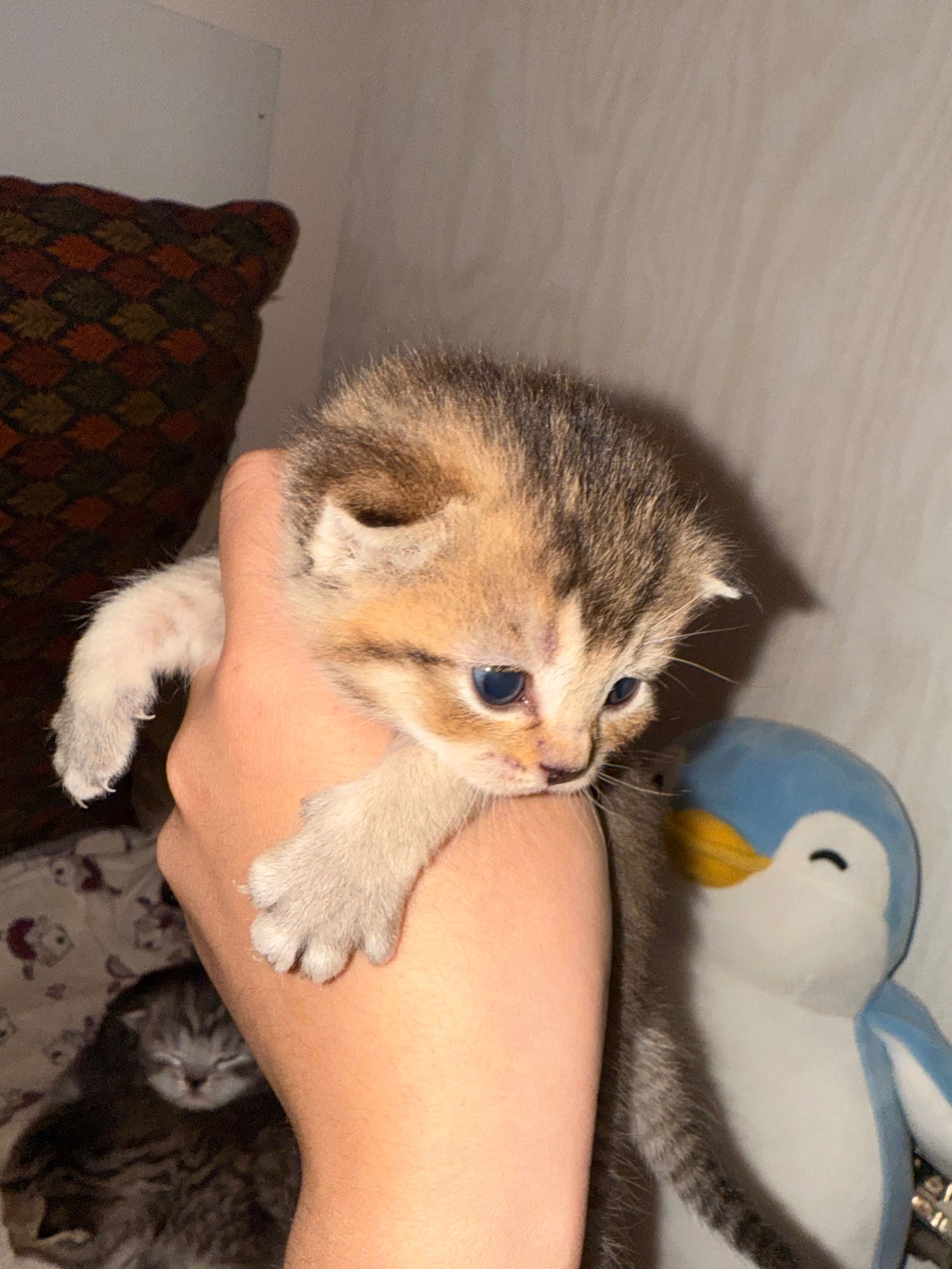 Милые котята ждут своих любящих хозяев