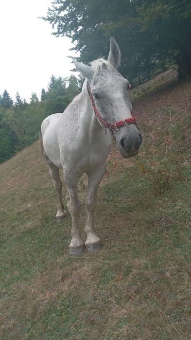 Cal de vânzare ..