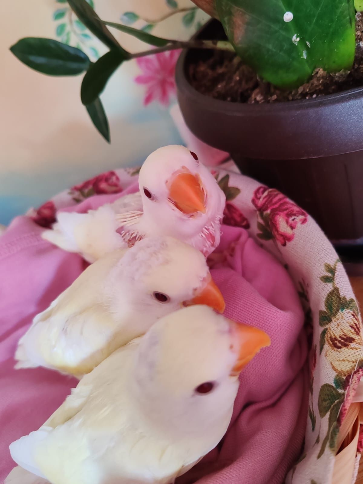 Papagali agapornis , blanzi, crescuti la mana