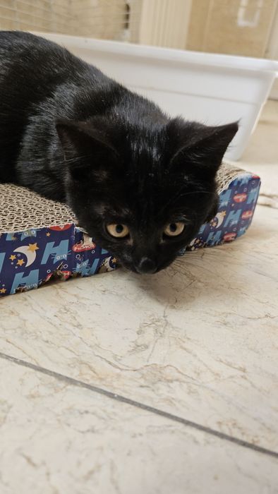 Отдам котёнка девочку в добрые руки (Ташкент)
Ласковая и игривая малыш