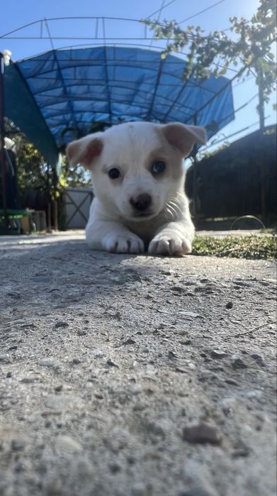 donez catei in jur de maxim 4 luni