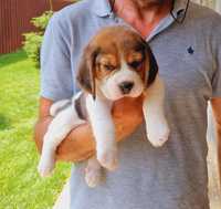 Pui mascul beagle