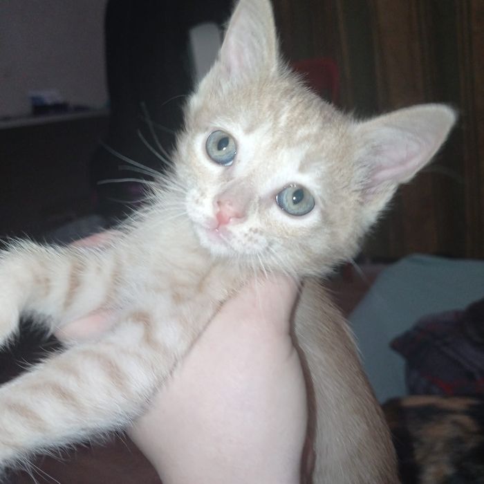 Отдаём в добрые руки котят