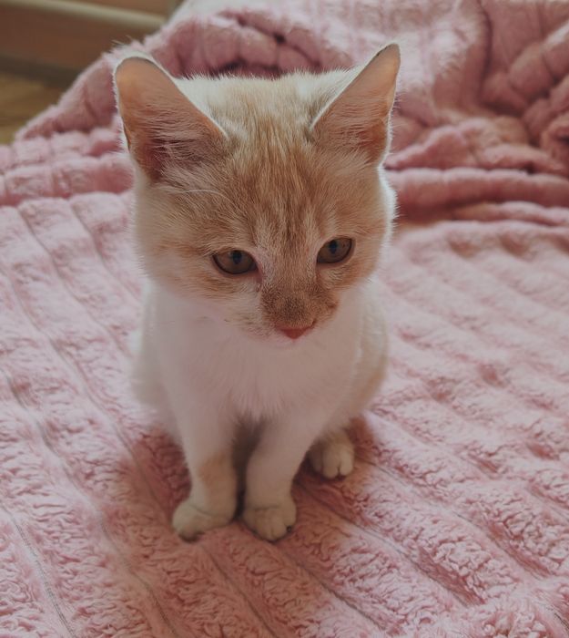 Котенок 3 месяца