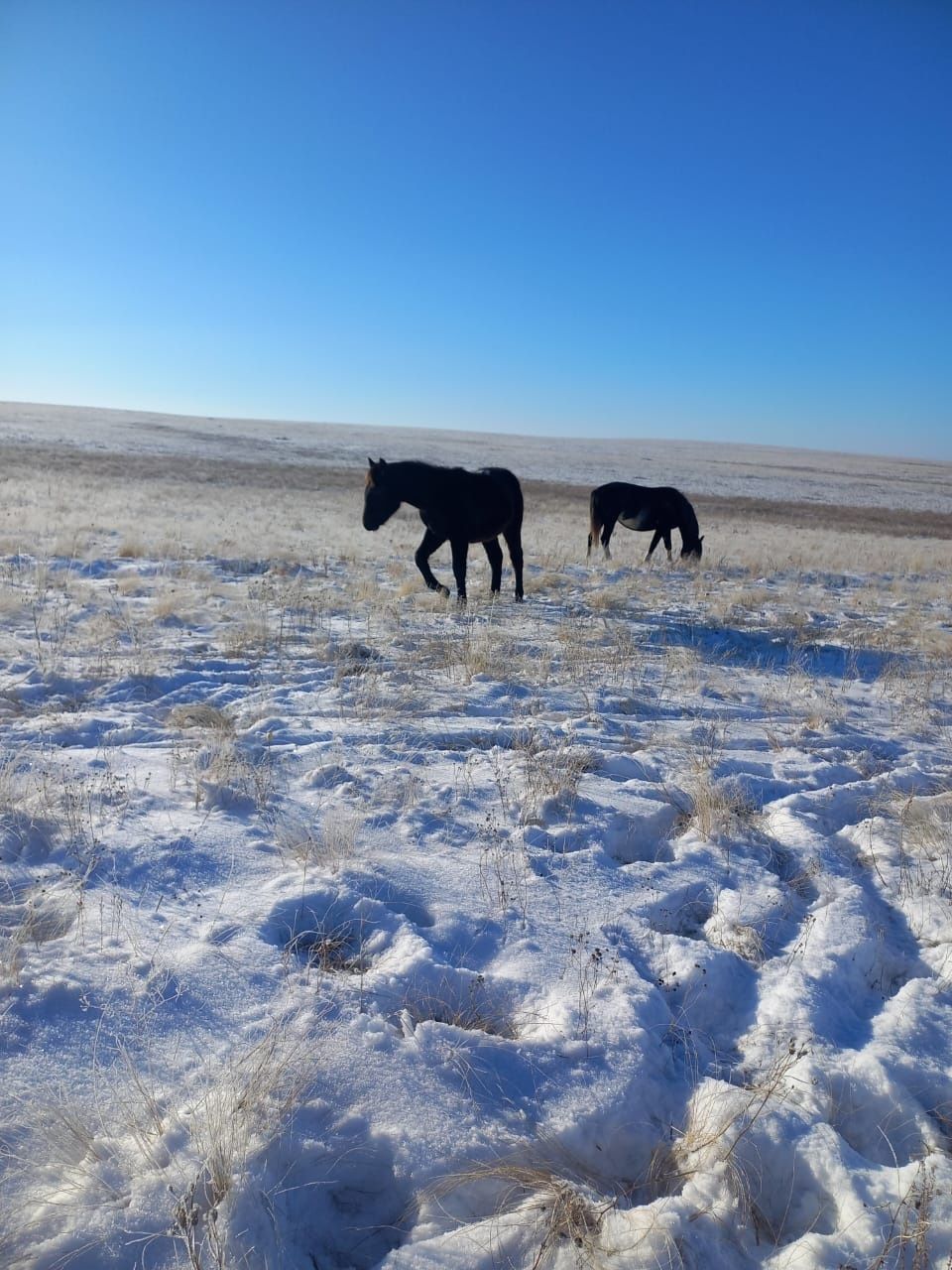 Продам жабагы.  Находимся село Шамши Калдаякова