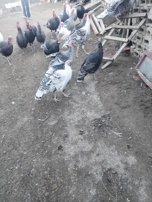 Vand curci si curcani