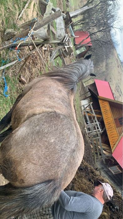 Vând iapă de 4 ani foarte cuminte