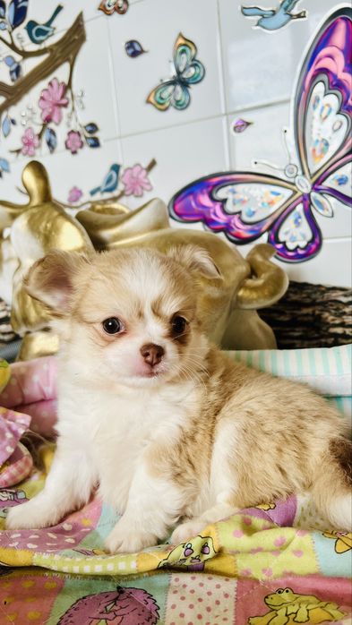 Чихуахуа момчета и момичета