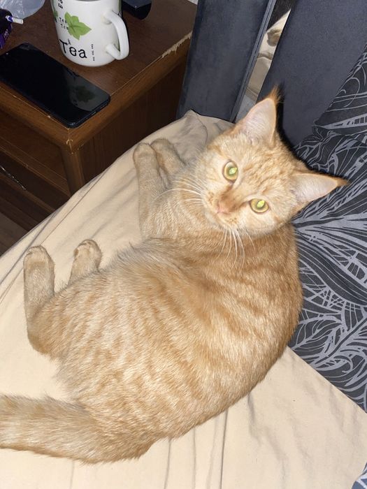 Отдам кошечку в хорошие руки