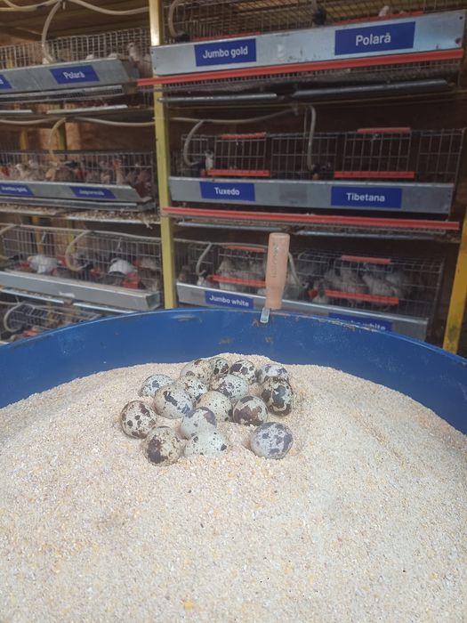 Vând ouă de prepeliță