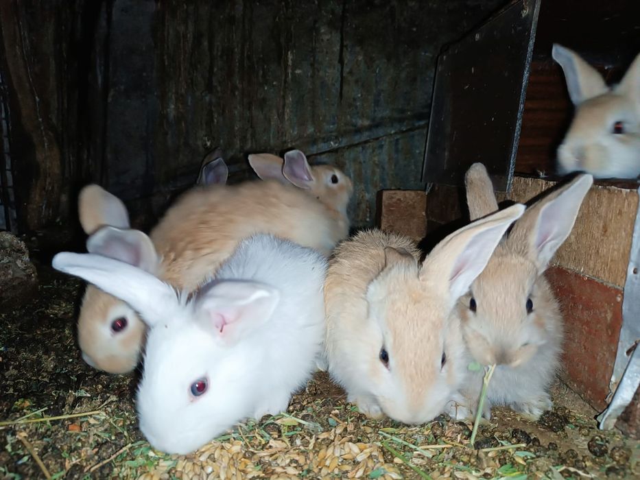 Продаются  месячные крольчата,кролик,қоян