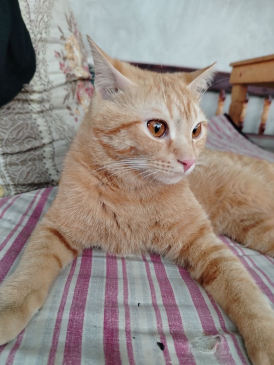 Кошка бесплатно отдаётся аботливому человеку.