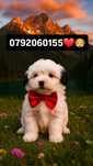 Bichon maltez mini toy colorat