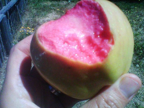 Mar pink pearl deosebit