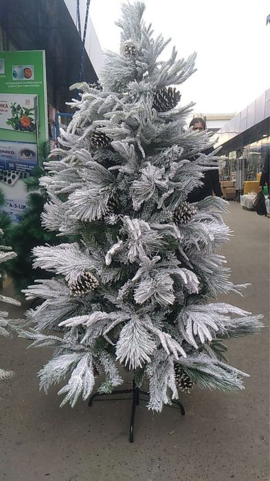 Archa, archa mevasi bilan tabiiyga juda o’xshash