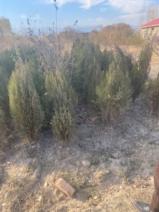 Сосна киримская сирен туя книжная элдар сасна оптом цена