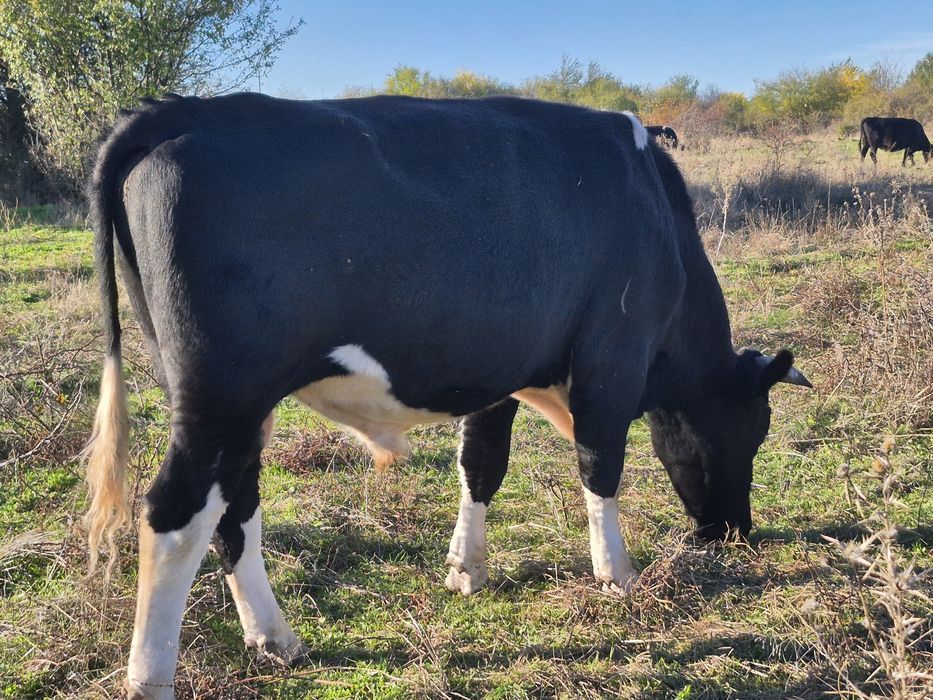 Бик за разплод или клане