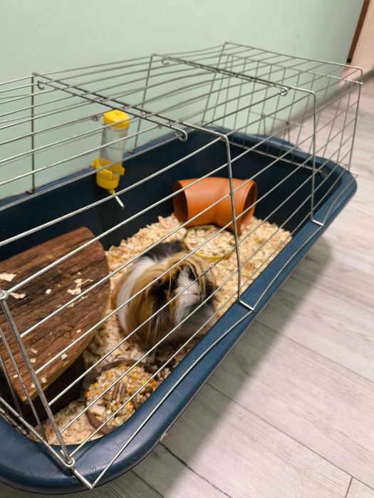 Морско свинче - мъжко