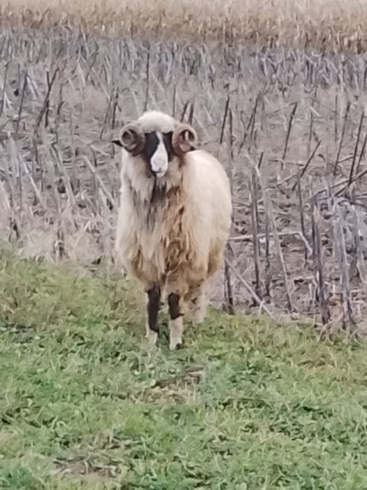 Vând un mior breaz frumos