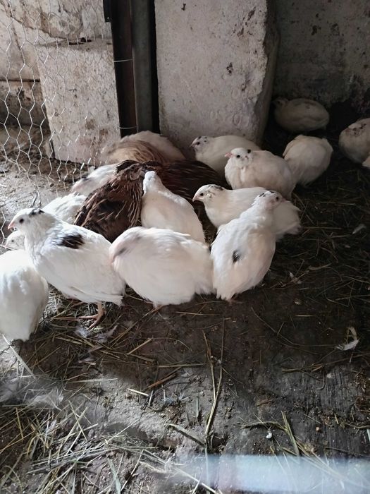 Prepelițe  polar albe