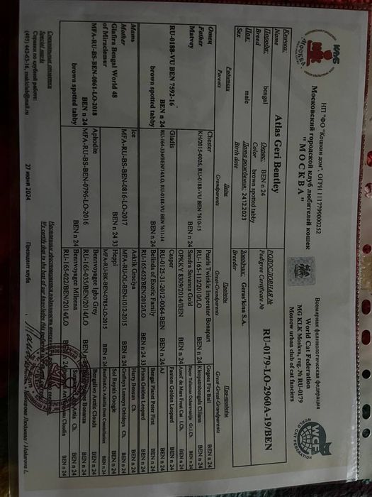 Продаётся Бенгальский кот