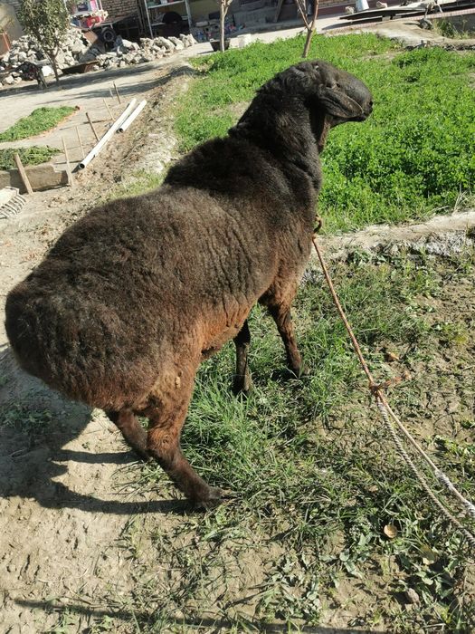 Хисори кучкор сотилади тезда семиз соглом хонаки сифатли йош!