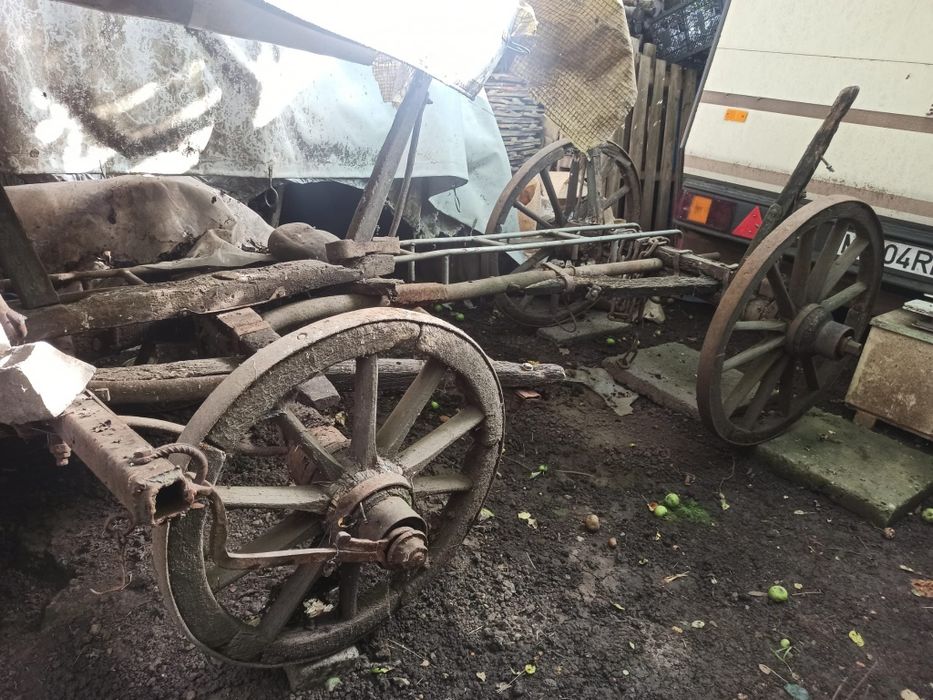 Car de boi 100% autentic