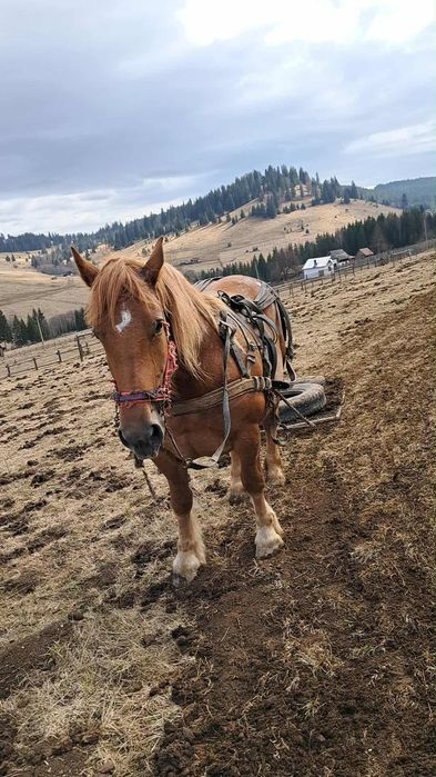Vând iapă gestantă