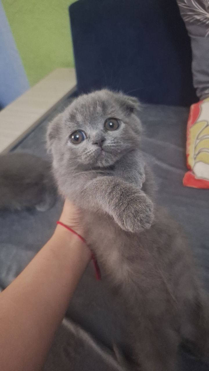 Шотландские котята