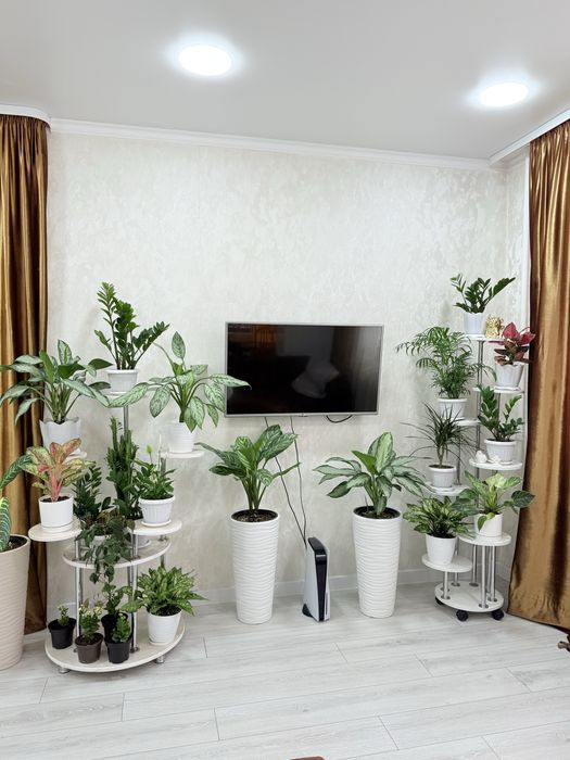 Ухоженные комнатные цветы в наличии