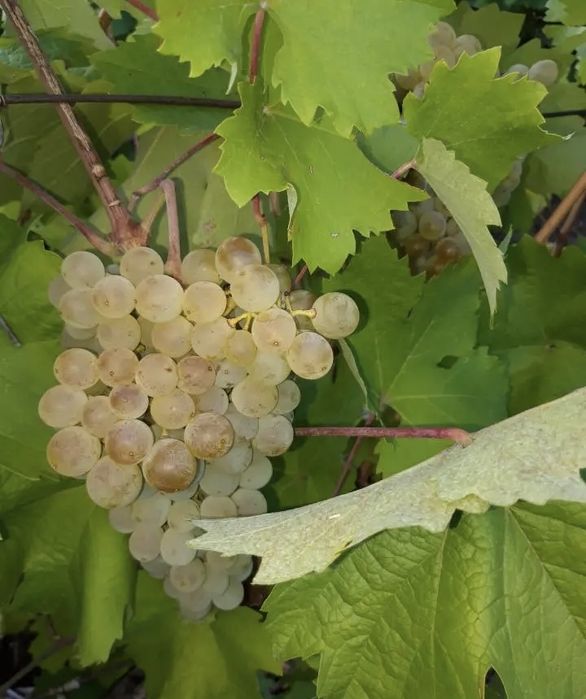 Struguri pentru vin