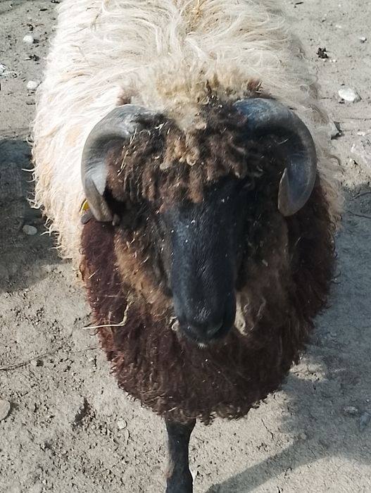 Noatin bucălău de vânzare