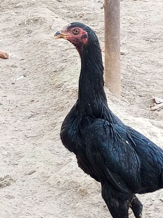 Dakan tovuq onasi bedana par tovuqdan chiqan