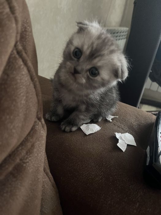 Продам котят !! Мальчик и девочка !!