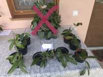 Hoya Carnosa preturi in functie de marime