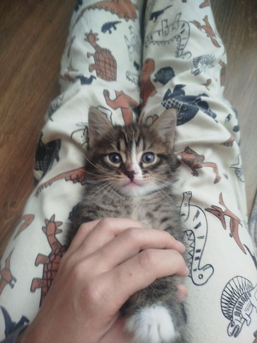 Катя а в хорошие руки