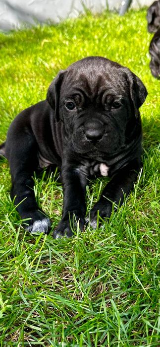 Femele cane corso