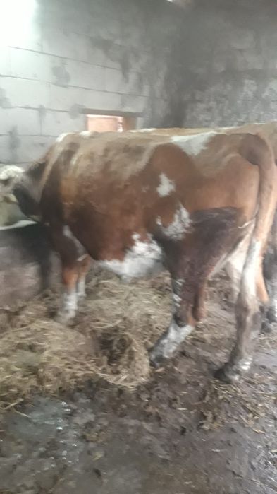 de vanzare vaca baltata